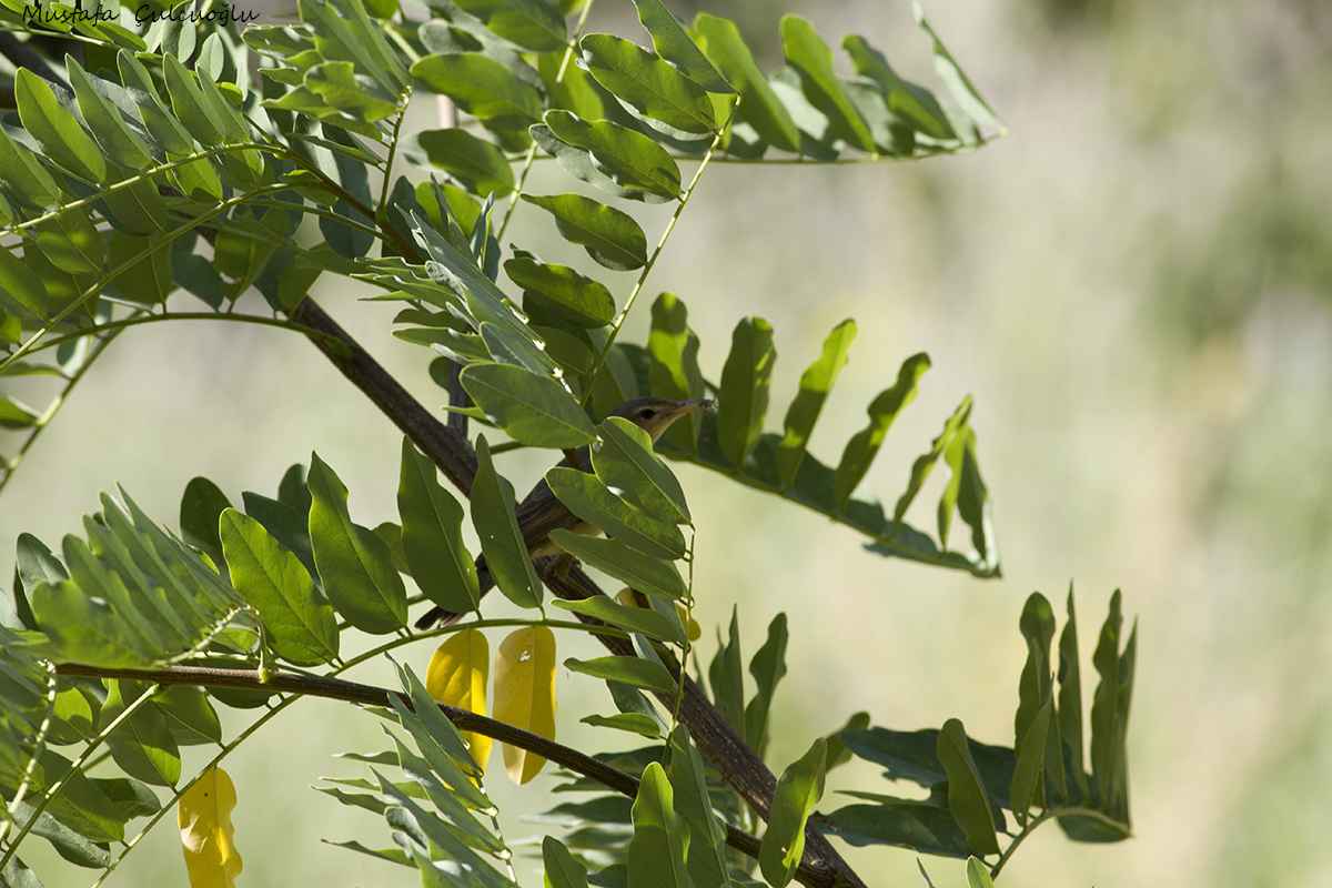 Icterine Warbler
